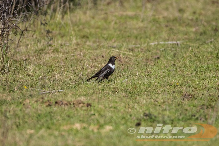 Ring Ouzel