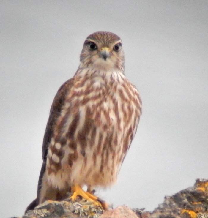 Merlin