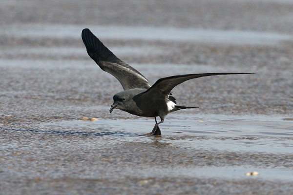 Leach's Petrel