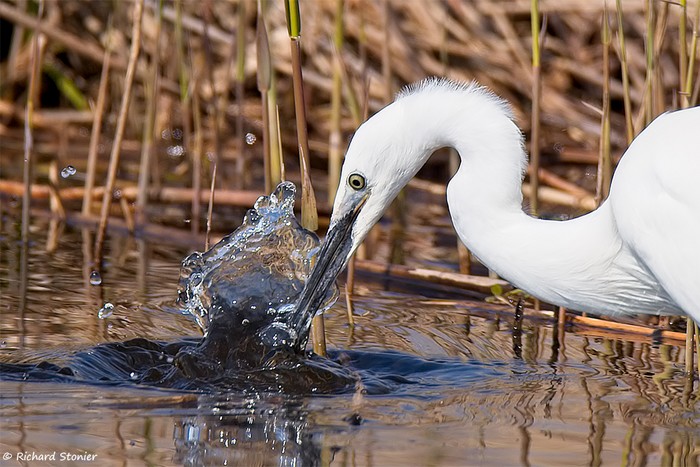 Little Egret