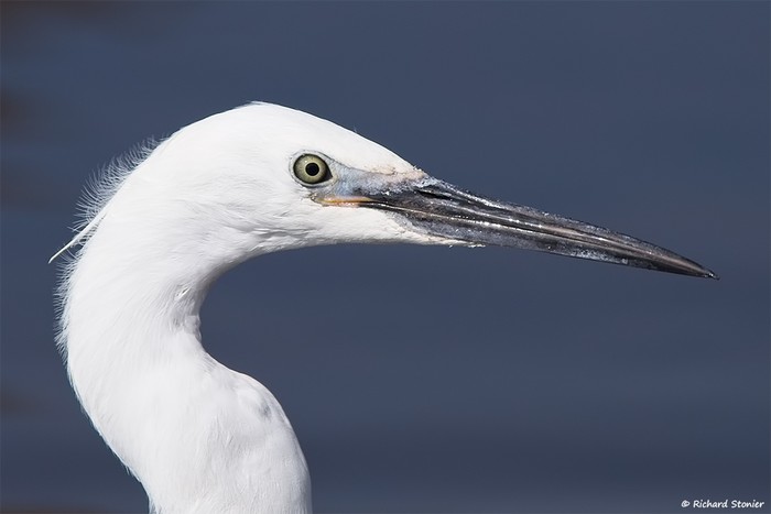 Little Egret