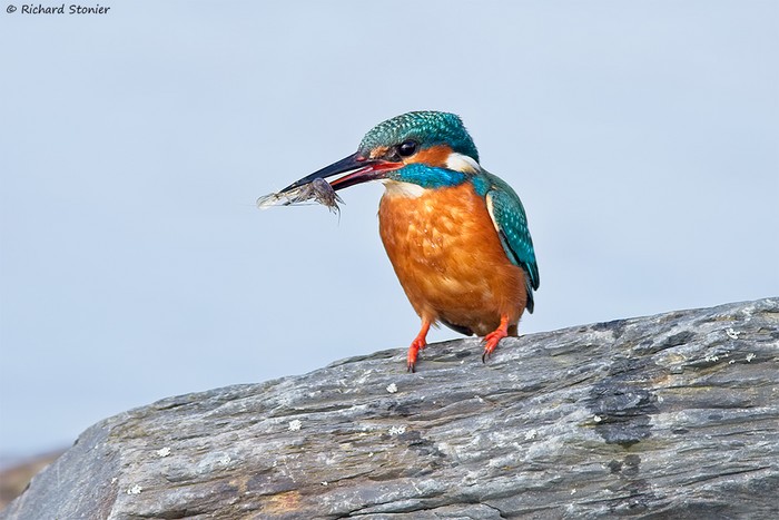 Kingfisher