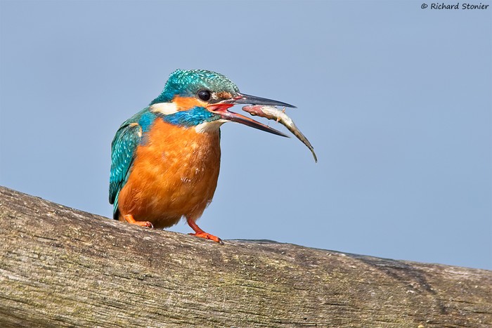 Kingfisher