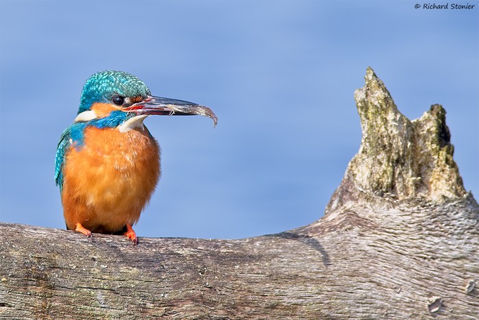 Kingfisher