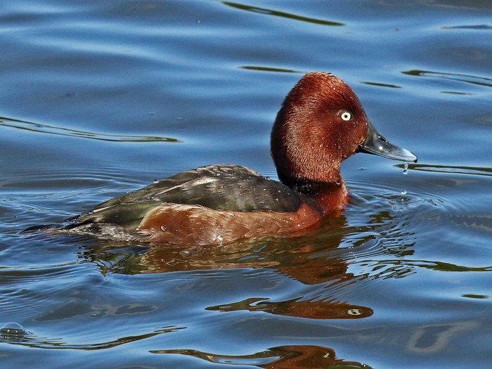 Ferruginous Duck