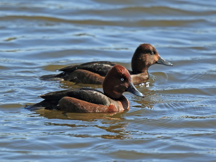 Ferruginous Duck