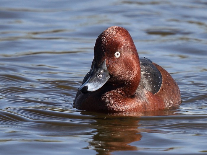Ferruginous Duck