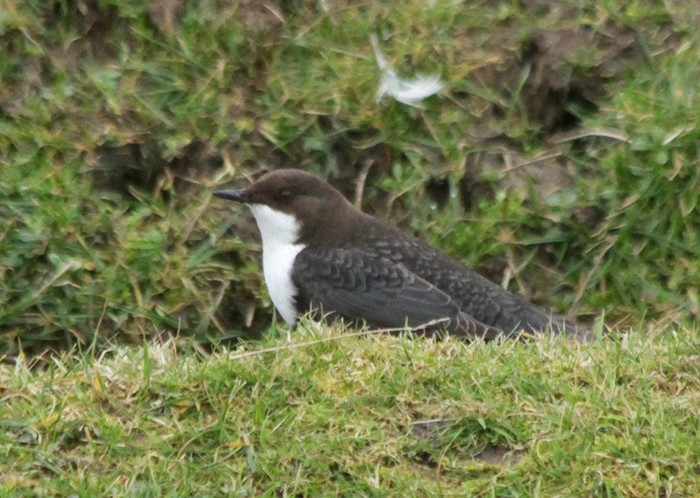 Black-bellied Dipper
