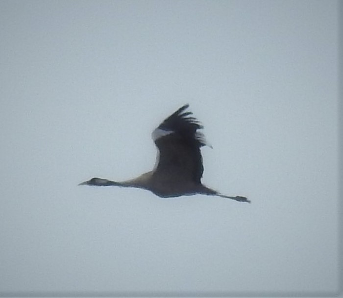 Common Crane