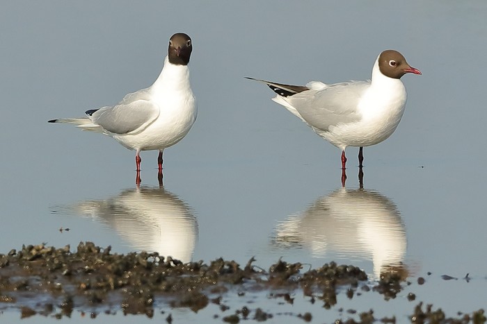 Black-headed Gull