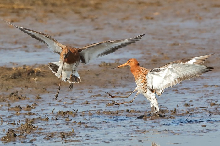 Black-tailed Godwit