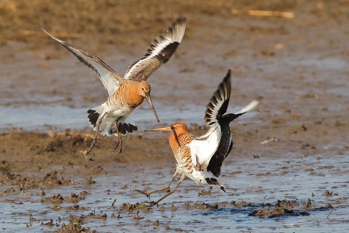Black-tailed Godwit