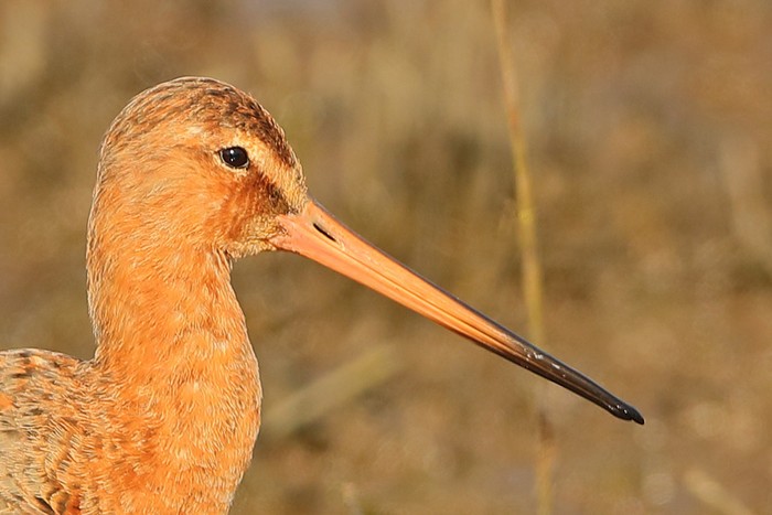 Black-tailed Godwit