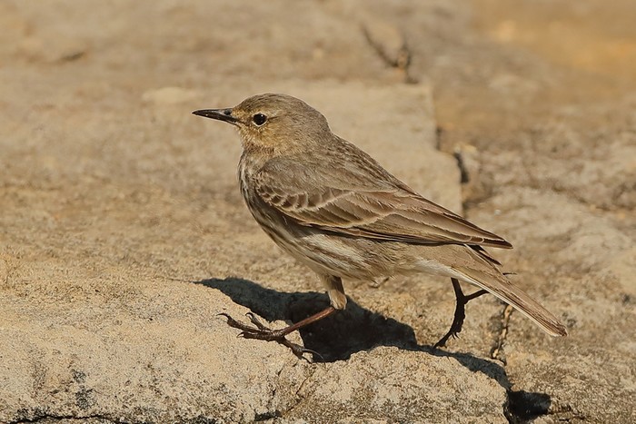 Rock Pipit