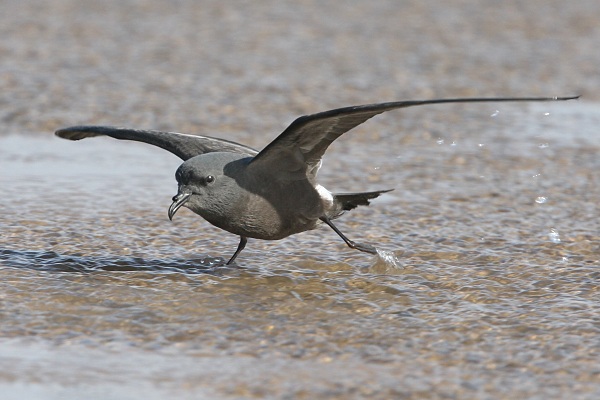 Leach's Petrel