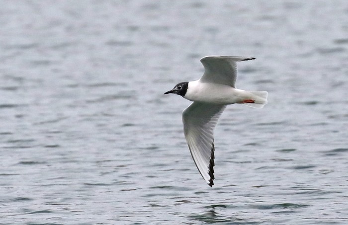 Bonaparte's Gull