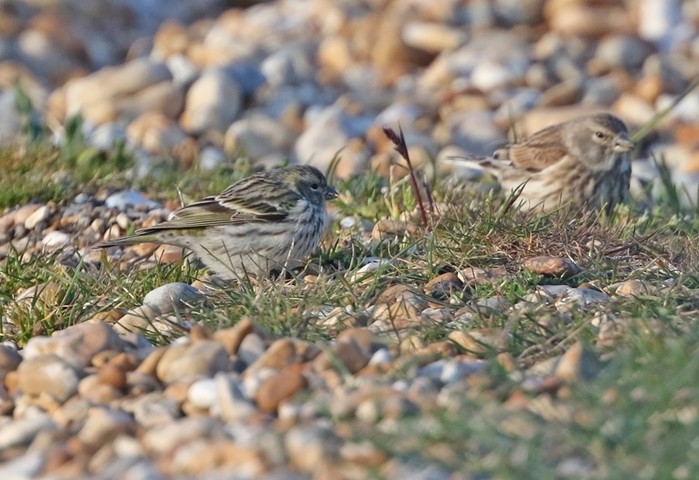 Serin