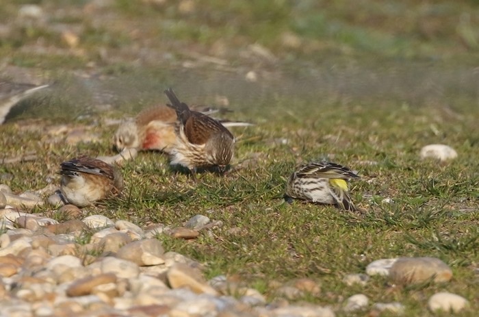 Serin