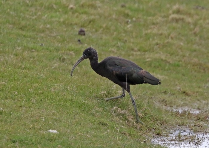 Glossy Ibis