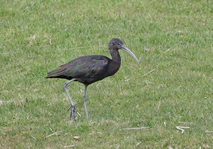 Glossy Ibis