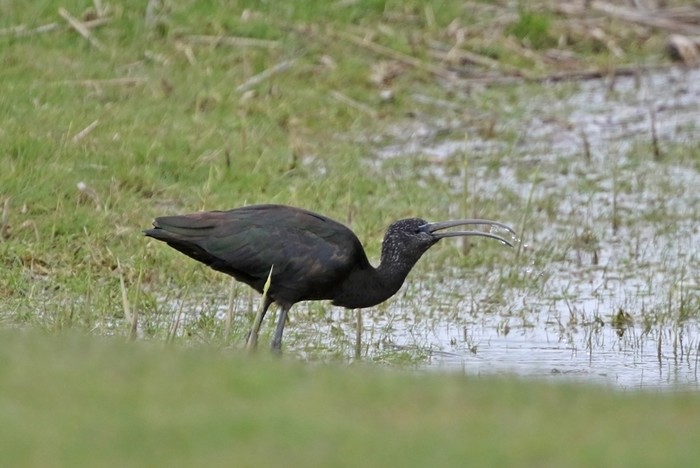 Glossy Ibis