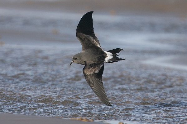 Leach's Petrel