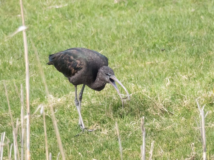 Glossy Ibis
