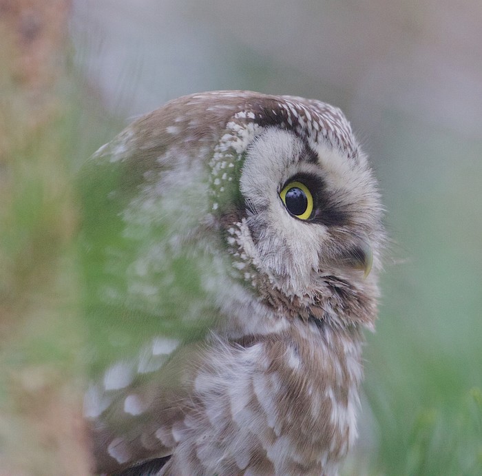 Tengmalm's Owl