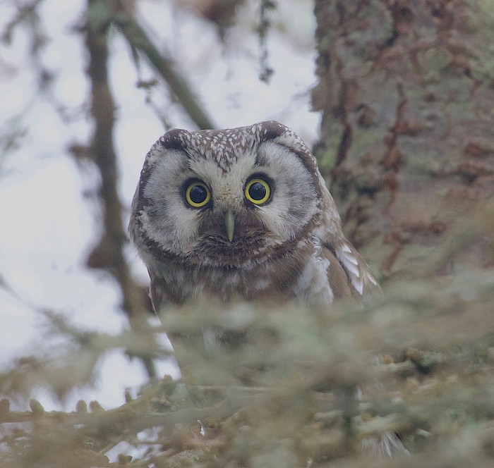 Tengmalm's Owl