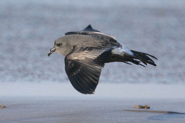 Leach's Petrel