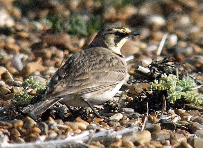 Shorelark