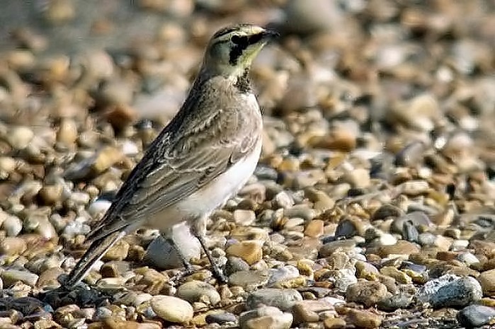 Shorelark