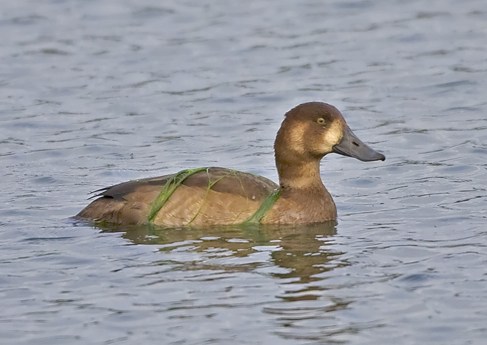 Scaup