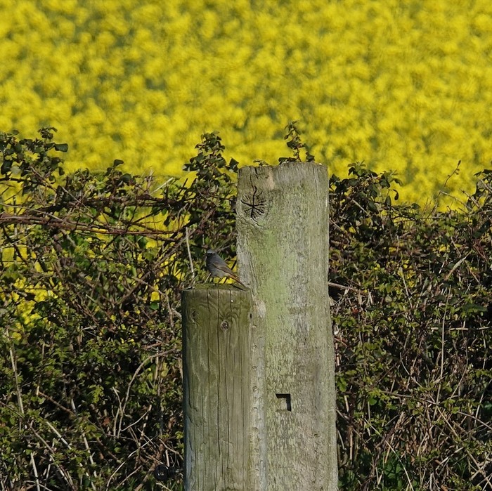 Black Redstart