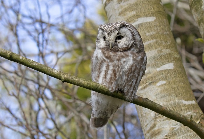 Tengmalm's Owl