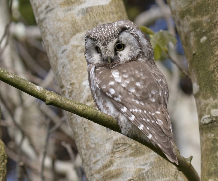 Tengmalm's Owl