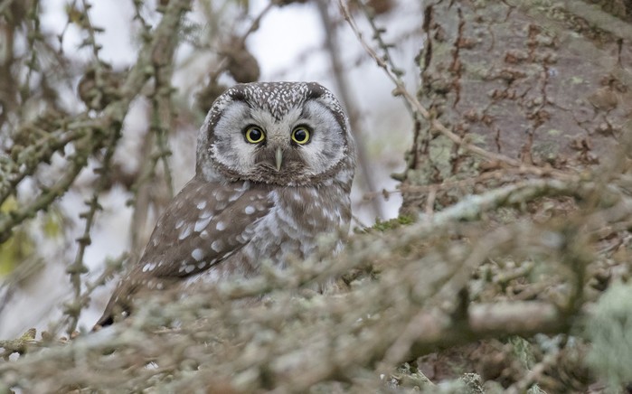 Tengmalm's Owl
