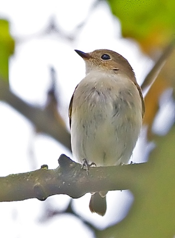 Red-breasted Flycatcher