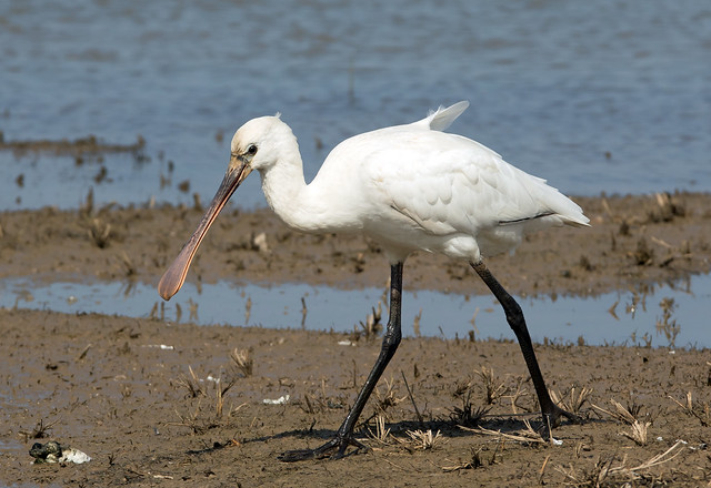 Spoonbill