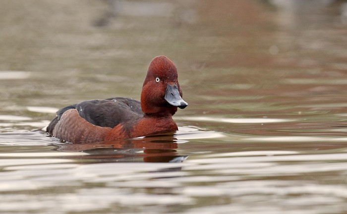 Ferruginous Duck