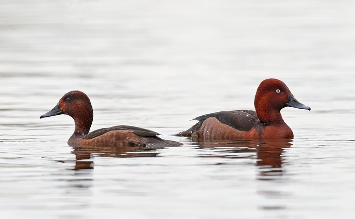 Ferruginous Duck