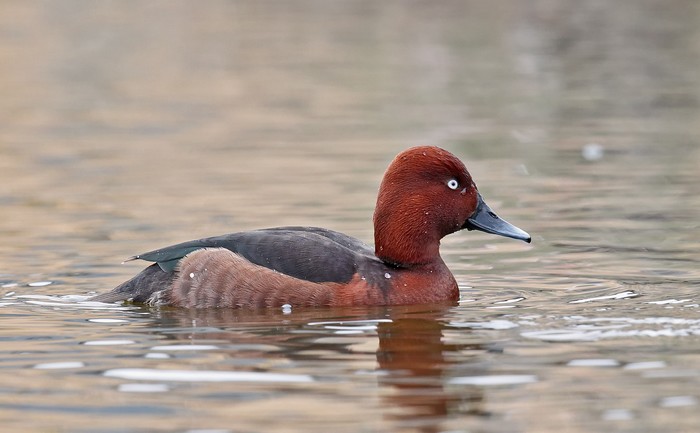 Ferruginous Duck