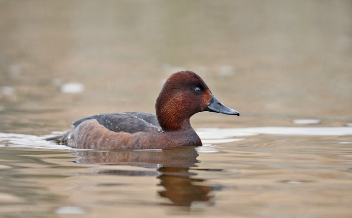 Ferruginous Duck