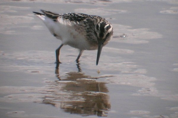 Broad-billed Sandpiper