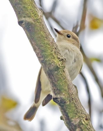 Red-breasted Flycatcher