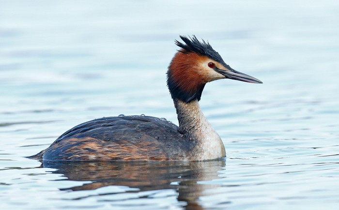 Great Crested Grebe