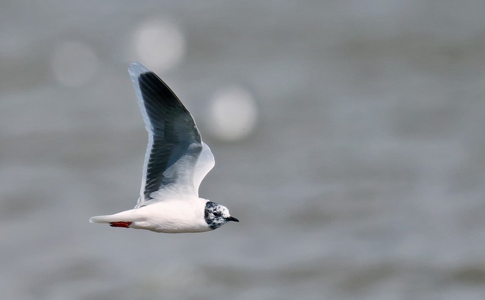 Little Gull