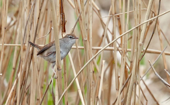 Cetti's Warbler