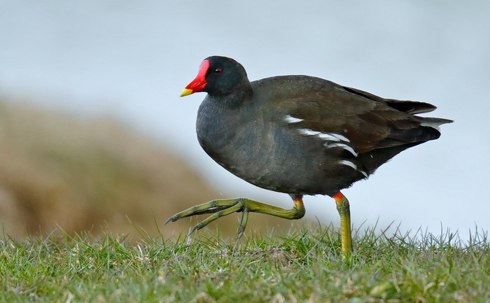 Moorhen