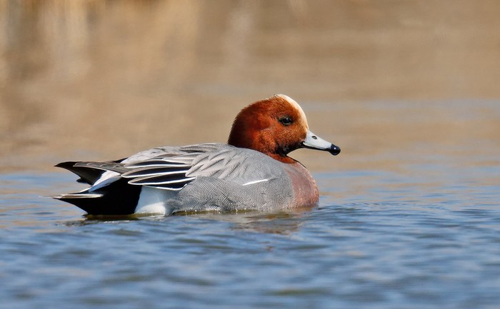 Wigeon
